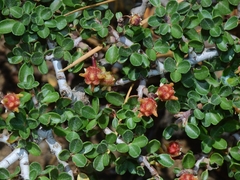 Ceanothus fresnensis