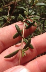 Lonicera subspicata subspicata