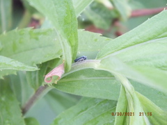 Graphocephala hieroglyphica