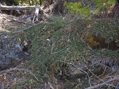 Ceanothus fresnensis