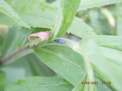 Graphocephala hieroglyphica