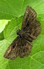 Staphylus hayhurstii