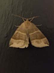 Parallelia bistriaris