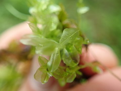 Plagiomnium ellipticum