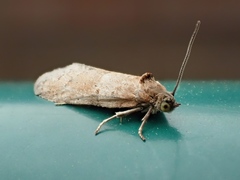 Tortricodes alternella