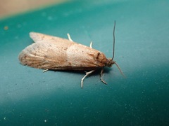 Tortricodes alternella