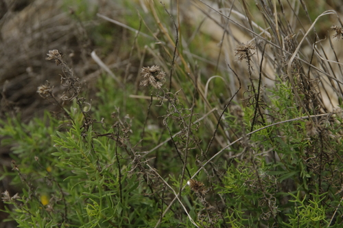 Image of Isocoma coronopifolia by (c) Eric Knight, some rights reserved (CC BY)