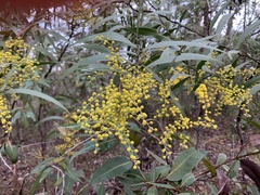 Acacia macradenia