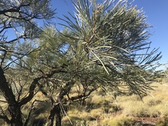 Grevillea pyramidalis