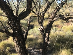 Grevillea pyramidalis