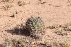Coryphantha poselgeriana