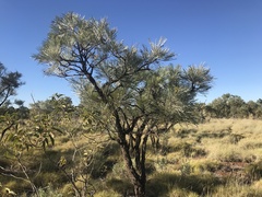 Grevillea pyramidalis