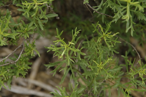 Image of Isocoma coronopifolia by (c) Eric Knight, some rights reserved (CC BY)