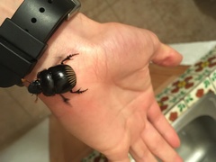 Dichotomius colonicus