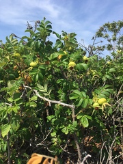 Rosa rugosa