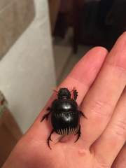 Dichotomius colonicus