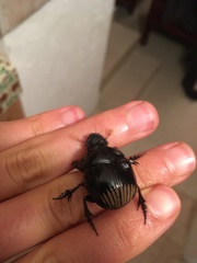 Dichotomius colonicus