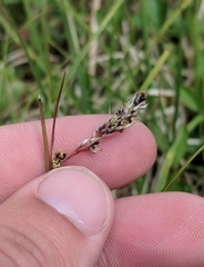Luzula spicata