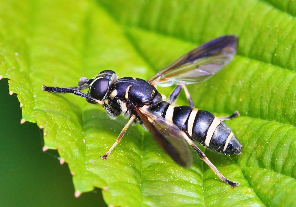 Bare-bellied Falsehorn