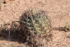 Coryphantha poselgeriana