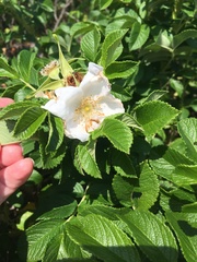 Rosa rugosa