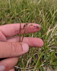 Luzula spicata