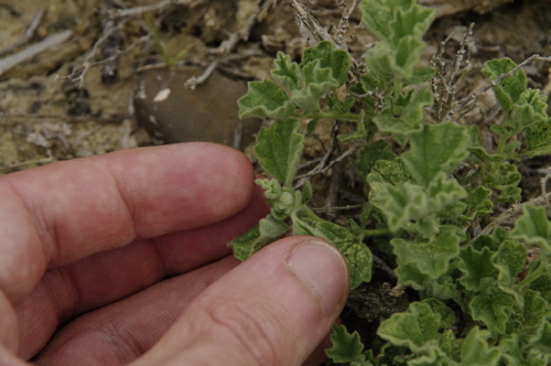 Image of Billieturnera helleri by (c) Eric Knight, some rights reserved (CC BY)