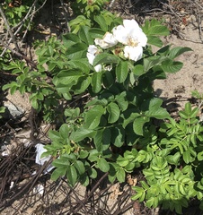 Rosa rugosa