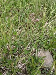 Luzula spicata