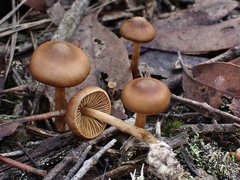Cortinarius eartoxicus