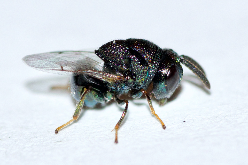 Perilampus hyalinus