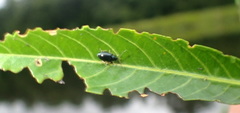 Lysathia ludoviciana