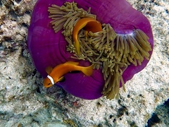Amphiprion nigripes