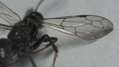 Auplopus mellipes variitarsus