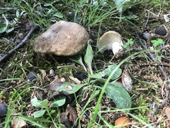 Russula eccentrica
