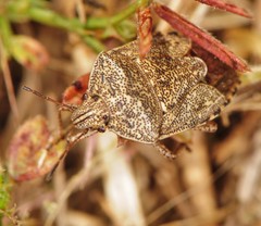 Hymenarcys nervosa