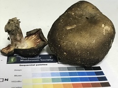 Russula eccentrica