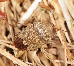 Hymenarcys nervosa