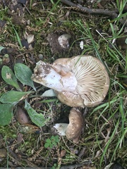 Russula eccentrica