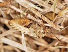 Hymenarcys nervosa