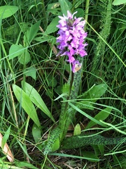 Dactylorhiza praetermissa junialis