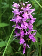 Dactylorhiza praetermissa junialis