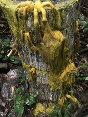 Physarum polycephalum