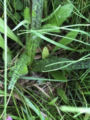 Dactylorhiza praetermissa junialis