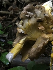 Physarum polycephalum