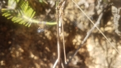 Lestes ochraceus