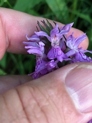 Dactylorhiza praetermissa junialis