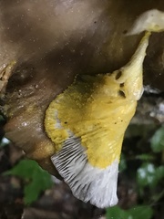 Physarum polycephalum