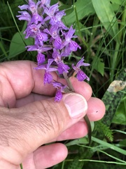 Dactylorhiza praetermissa junialis
