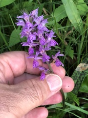 Dactylorhiza praetermissa junialis